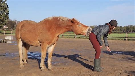 Cheeky Horse Bites Trainer In Pants Youtube