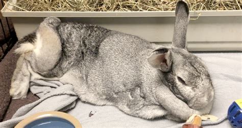Greers Pet Blog Maybe Also Post Some Ugly Rabbits That Are