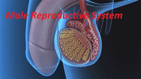 Anatomy And Physiology Of Male Reproductive System Youtube