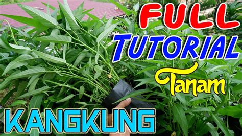 Tutorial Lengkap Cara Menanam Kangkung Hingga Panen Youtube