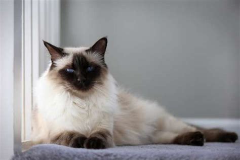 The Best Cat Breeds For People With Allergies Balinese Cat Best Cat