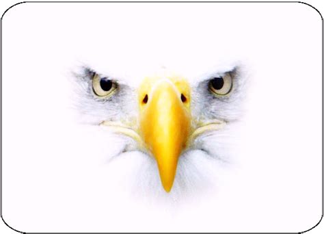 Eagle Eyes In Pictures To Continue Your Journey Click The Eagles Eyes