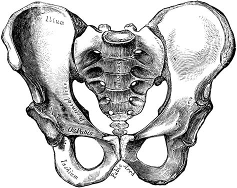 Male Pelvis Clipart Etc