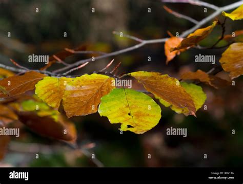 Autumn Leaves Of A Beech Tree Fagus Sylvatica In Beautiful Colors