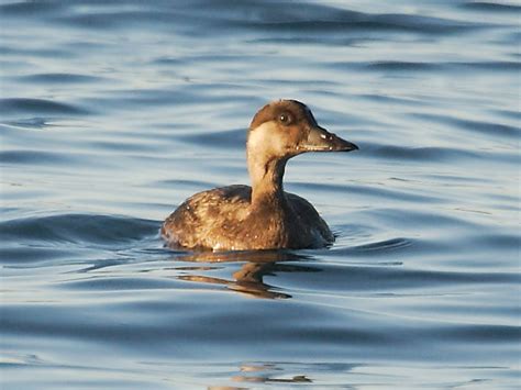 Common Scoter Melanitta Nigra Also Known As Black Scoter Wildlife