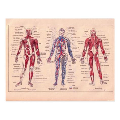 Women Human Body Diagram Human Nervous System Diagram Anatomy Cross
