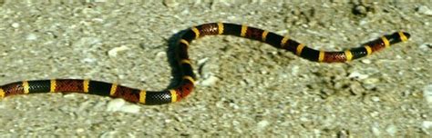 Eastern Coral Snake Snake Facts And Information
