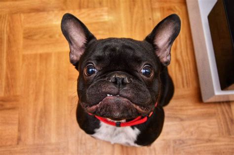 Why Do French Bulldogs Eat Poop Ultimate Guide 2023