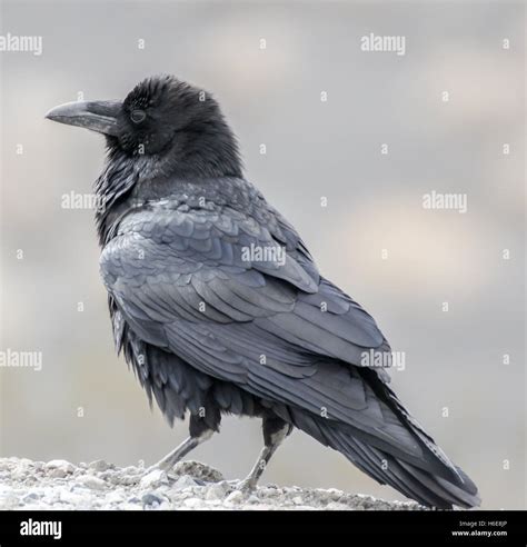 Common Raven Northern Raven Corvus Corax Adult Portrait Stock Photo