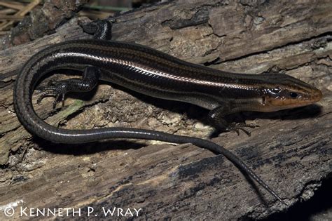 Eumeces Fasciatus Common Five Lined Skink An Adult Male Flickr