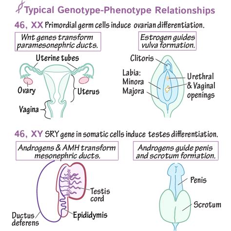 Embryology Glossary Gonadal And Androgenic DSDs Ditki Medical