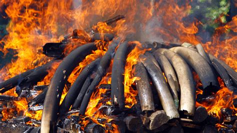 Myanmar Burns Ivory Skins To Fight Illegal Wildlife Trade Fox News