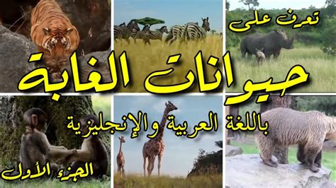 Jungle Animals Sounds And Names Part 1 أصوات وأسماء حيوانات الغابة