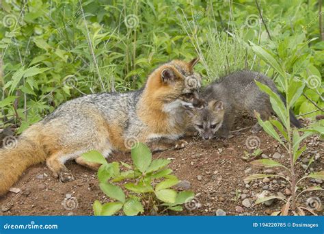 Gray Fox Mother Protecting Her Baby Stock Image Image Of Mother