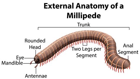 Millipede Labelled Diagram