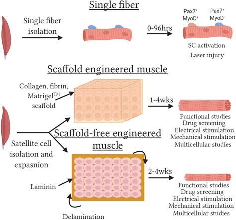 Frontiers Tissue Engineered Skeletal Muscle Models To Study Muscle