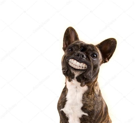 French Bulldog With Huge Smile — Stock Photo © Graphicphoto 53619879