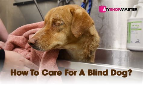 How To Care For A Blind Dog My Shopmaster