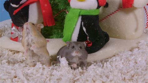 Day 6 Christmas Magic Trick Cute Hamsters 12 Days Of Christmas