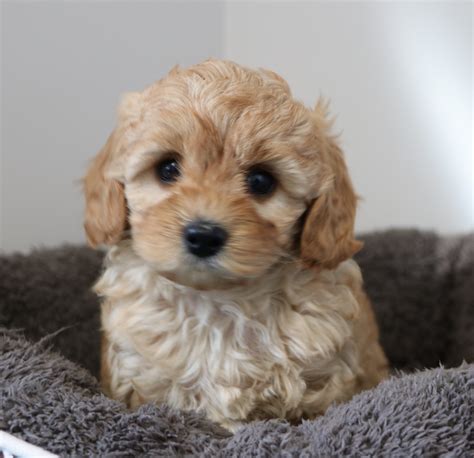 CURRENT GOLDEN PUPPIES AVAILABLE - Golden Cavoodles