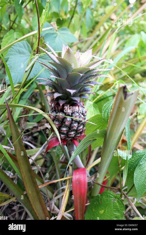 Pineapple Growing In Nature Stock Photo Alamy