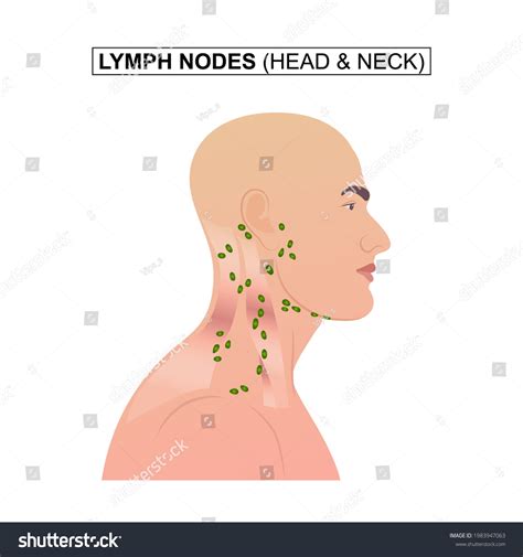 Lymph Nodes Head Neck Stock Vector Royalty Free 1983947063 Shutterstock