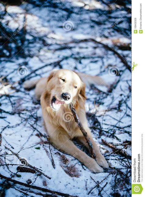 Golden Retriever In The Fir And Larch Forest In Winter Snowy Tr Stock