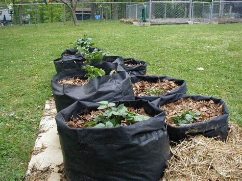 Tater Totes Potato Grow Bags Growing Potatoes Growing Vegetables