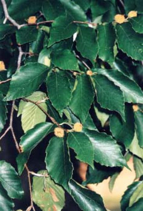How To Identify The American Beech Tree Broadleaf Evergreen Tree Id