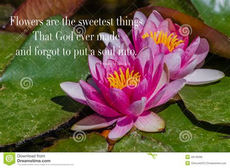 I think that the best kind of change, is the change that comes from the inside and begins it's way out until it emerges on the outside; Garden Lilies With Inspirational Quote Stock Image - Image of horizontal, lotus: 49146395