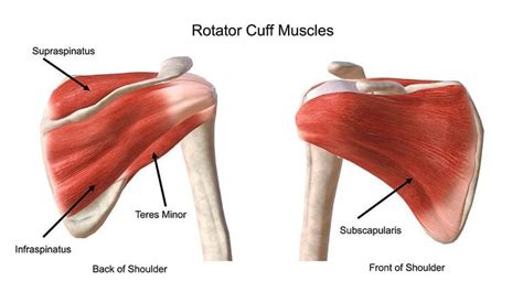 Physical Therapy After Rotator Cuff Surgery Miracle Rehab Clinic