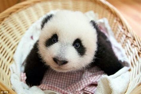 40 Adorable Pictures Of Baby Animals Just Born Panda Bear Baby