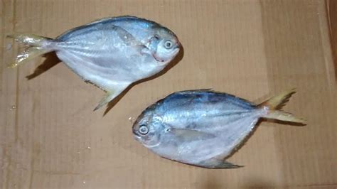 Butterfish High Quality Frozen Seafood Products Frozen Fish In Sc