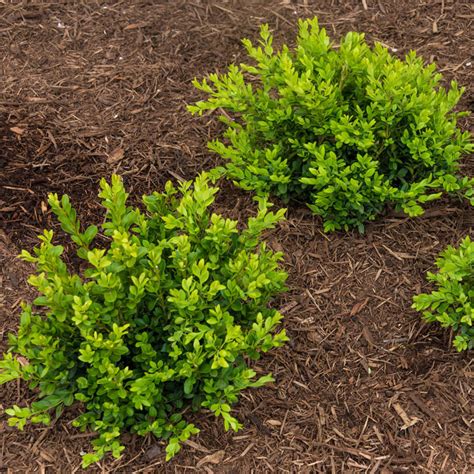 Green Velvet Boxwood Shrubs For Sale From Gardens Alive