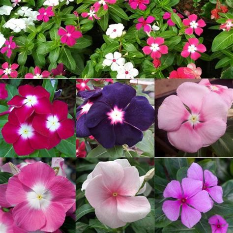 Penasaran seperti apa indahnya taman bunga nusantara ini? bunga VINCA paket murah (1 paket isi 5 plant beda warna) | Shopee Indonesia