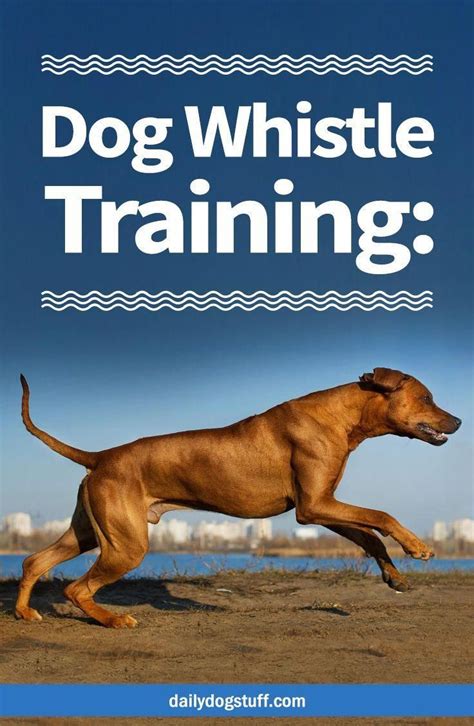 Obedience Training Relate To A Vast Array Of Abilities And Methods Of