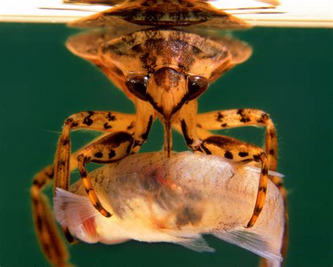 Giant Water Bugs Are Fierce And Fearless Predators •