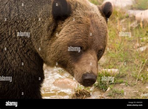 Brown Bear Also Known As Grizzly Bear Latin Name Ursus Arctos