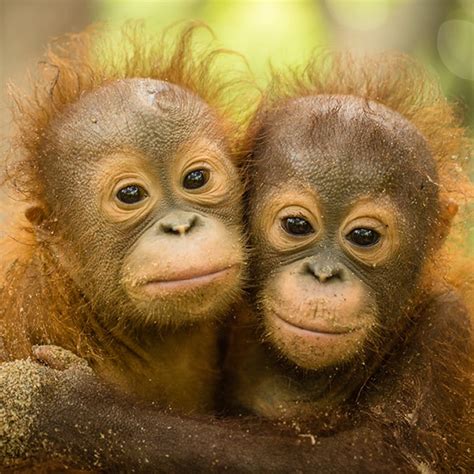Llll orangutan sanctuary in borneo: Adopt an Orangutan - The Orangutan Project