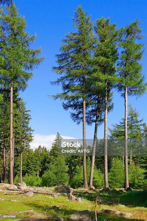 Forest Stock Photo Download Image Now Istock