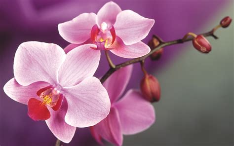 31 Orchid Flower 4k Wallpapers Wallpapersafari