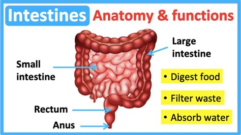 intestine anatomy and function🤔 easy learning video youtube