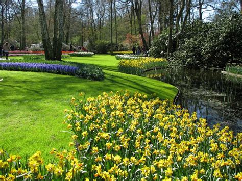 Keukenhof Lisse Netherlands Parks Daffodils Pond Lawn Hd Wallpaper