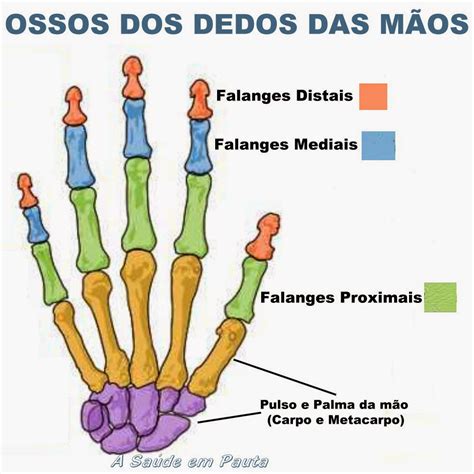 Anatomia Da Mão Dedos MODISEDU