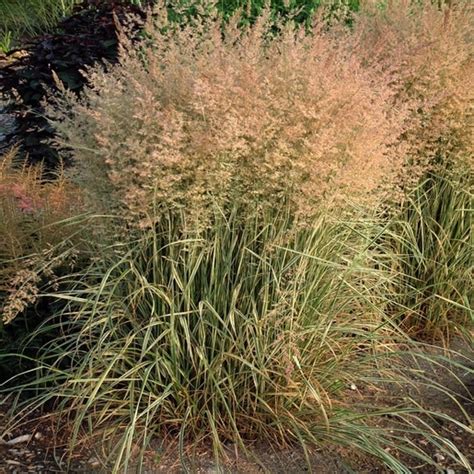 Calamagrostis X Acutiflora Overdam Feather Reed Grass Siteone