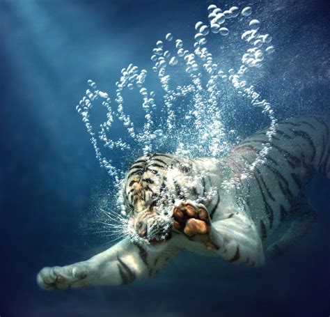 Underwater Tiger By Forestmanfx On Deviantart
