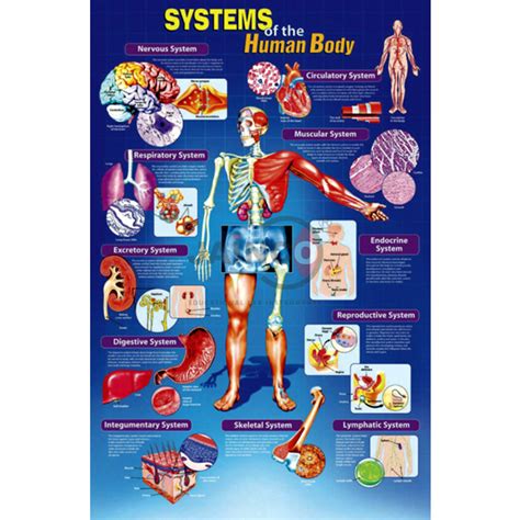 Systems Of The Human Body Poster Usa Systems Of The Human Body Poster