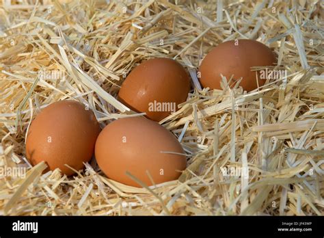 Fresh Brown Farm Chickens Eggs In A Straw Bed Stock Photo Alamy