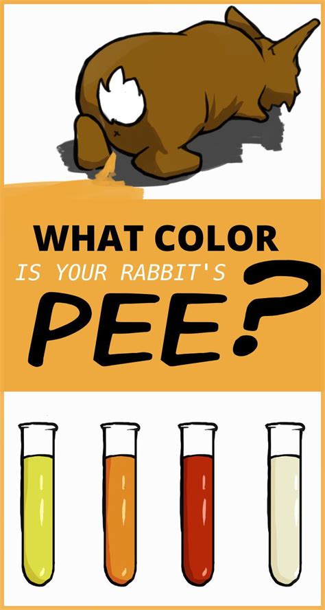 Rabbit urine: what pee tells you about a rabbit's health