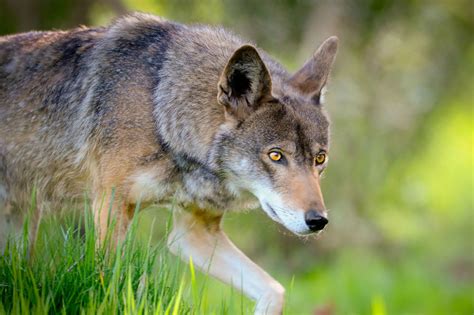 The Red Wolf Canis Rufus The Wolf Intelligencer